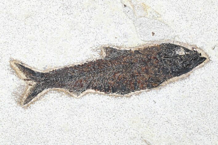 Fossil Fish (Knightia) - Green River Formation #179246